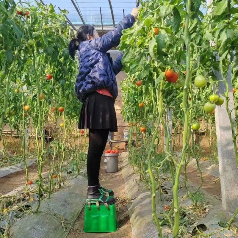 Greenhouse Farm Heightening St - огляд і ціна Agriculture Farming Shoes