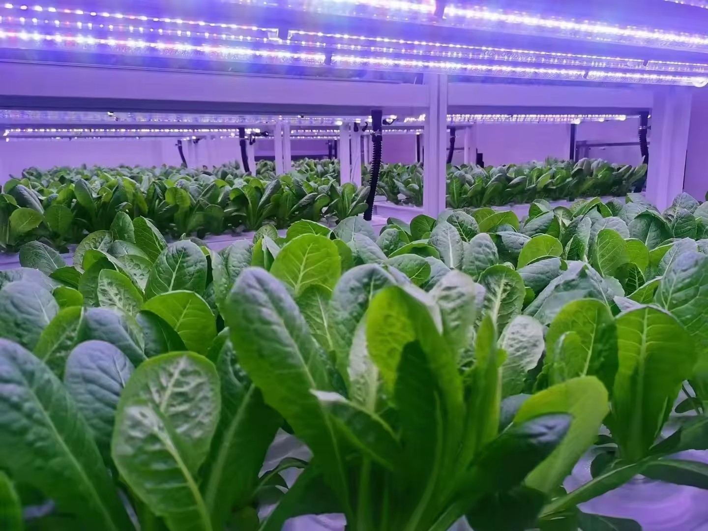 f Greenhouse Agricultural Equi - огляд і ціна Hydroponic Farming Agriculture